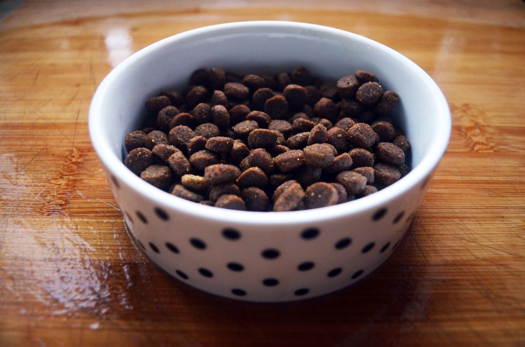 Dietetyk weterynaryjny - wybór najlepszej karmy dla psa. fot. Marysia Milczarek