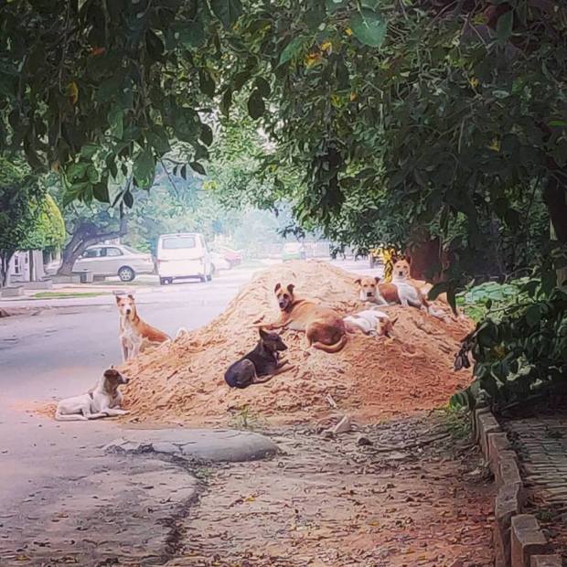 Źródło - Sindhoor Pangal FB (https://www.facebook.com/photo.php?fbid=10155624961202021&set=p.10155624961202021&type=3&__tn__=H-R)