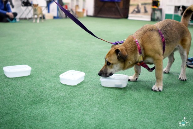 Bułkowy nosework z Co pies na to? (https://www.facebook.com/copiesnato/)