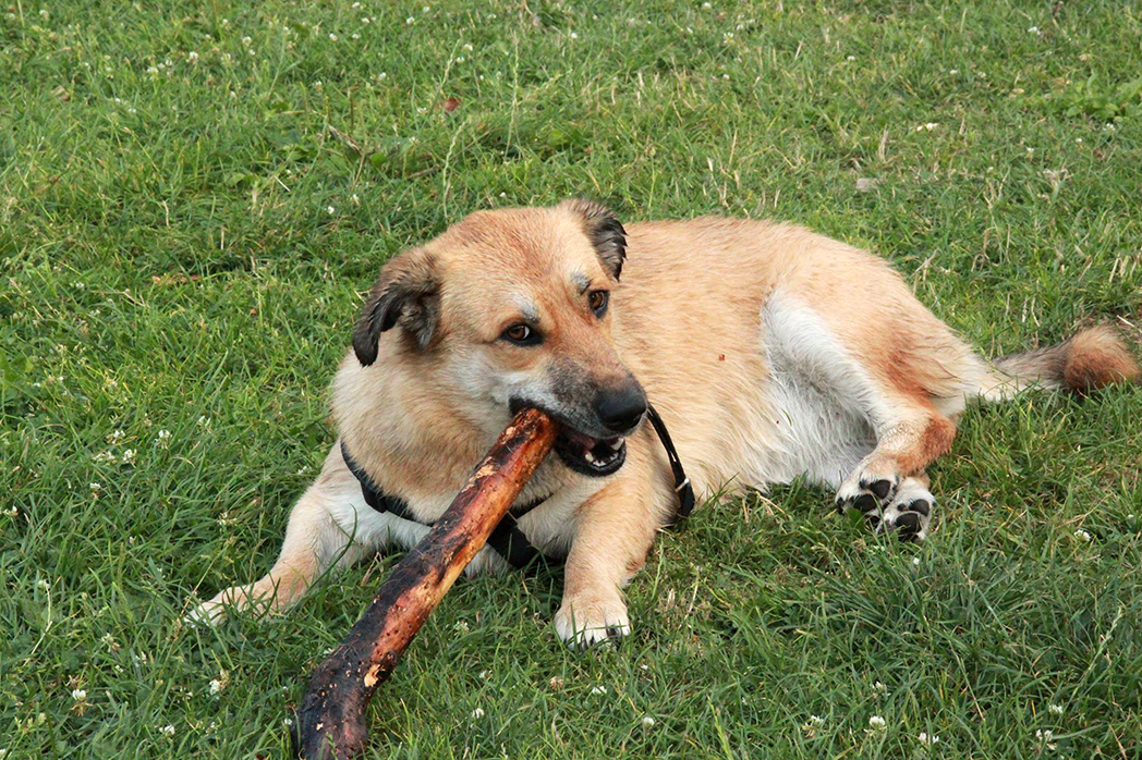 14037474_657927897696962_1790634493_o