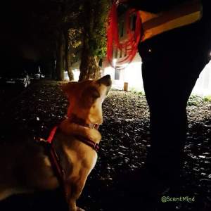 FB_IMG_1541495361865