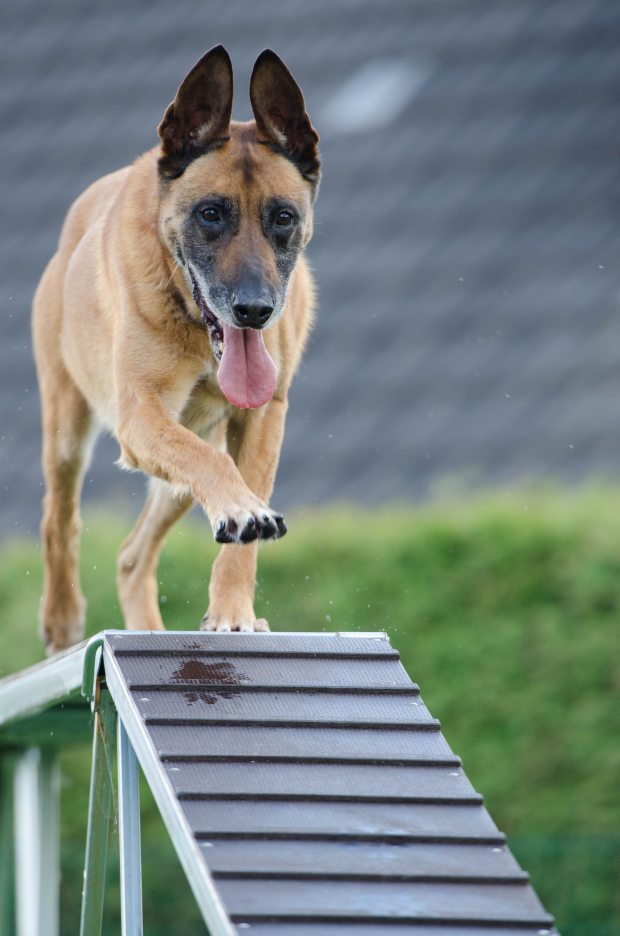 agility-animal-blur-260440