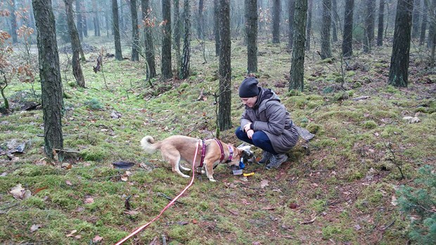 tropienie użytkowe - mantrailing - szkolenie psa tropiącego