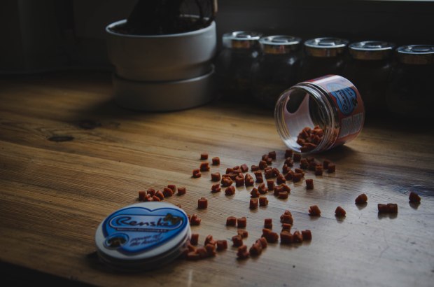 Blogosfera zoologiczna