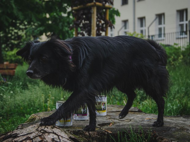 Blogosfera zoologiczna