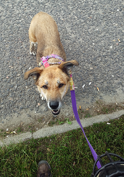 dlaczego psy ciągną na smyczy