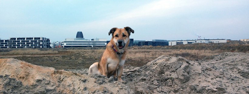 dlaczego psy ciągną na smyczy