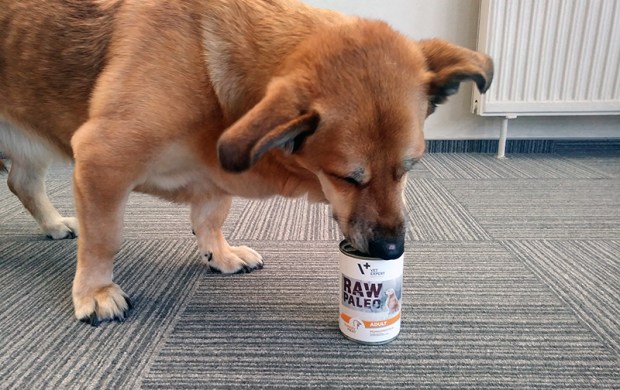 top for dog vet expert RAW PALEO VetExpert opinie